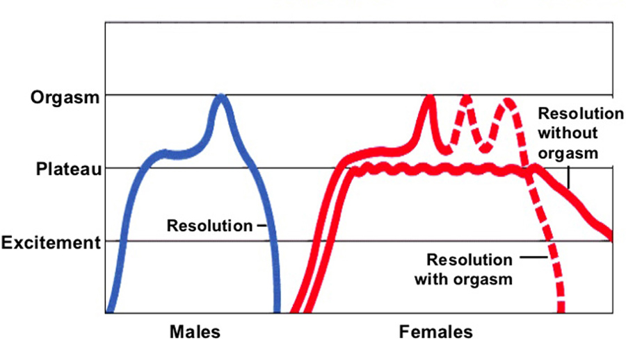 چرخه عملکرد جنسی